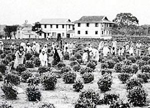 Japanese Immigrants in tea Plantation 01