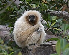 Lar Gibbon Miami Zoo