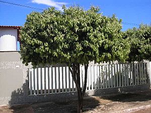 Licania tomentosa.JPG