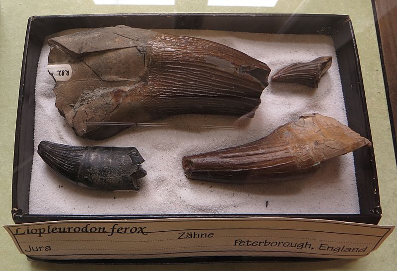 Liopleurodon ferox teeth