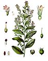 Lobelia inflata - Köhler–s Medizinal-Pflanzen-218