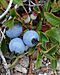 Lowbush Blueberry (Vaccinium angustifolium) - St. John's, Newfoundland 2019-08-22 (02)