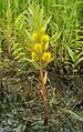 Lysimachia thyrsiflora kz