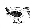 MadrasSeaCrow