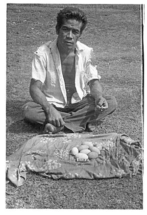 Malau eggs
