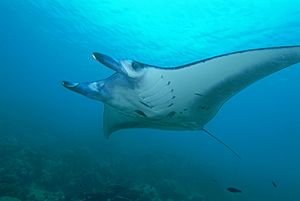 Manta ray from Yap