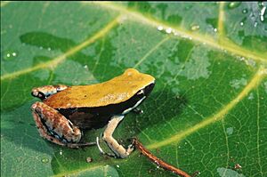 Mantella expectata05