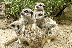 Meerkat Group at Drusillas Park