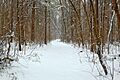 Midlandmountaintrail1