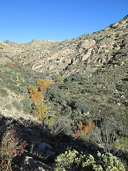 Molino Canyon Santa Catalina Mountains Arizona 2014.JPG