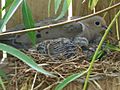 Mourning Dove Nesting 20060630