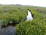 A small river flows through a field of grass and yellow flowers.