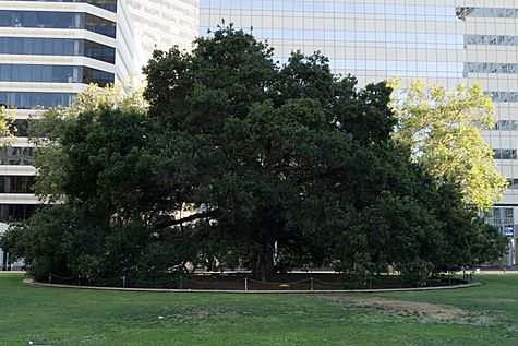 Oak Tree growing in Frank H. Ogawa Plaza
