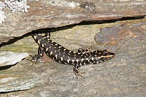 Oligosoma otagense 1970277