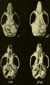 Four skulls seen from above and below.