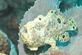 Oscellated Frogfish