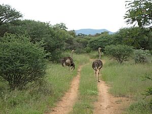 Ostriches at Mokolodi Nature Reserve, Botswana