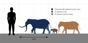 Palaeoloxodon falconeri Size Comparison
