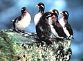 Parakeet auklets
