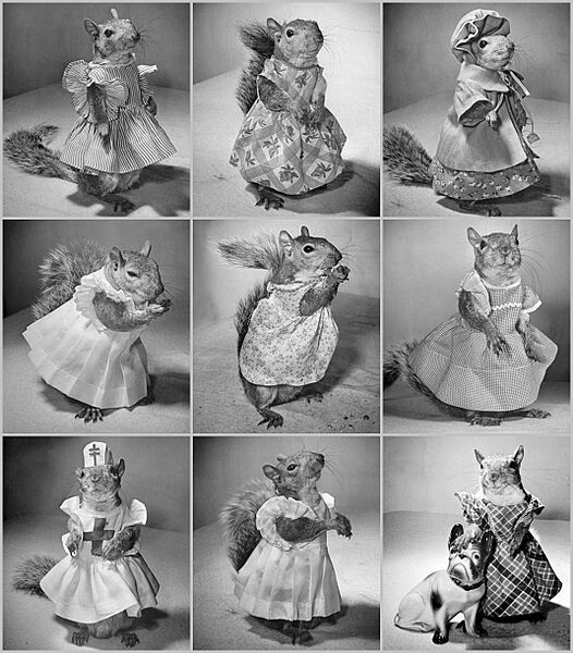 Pet-Squirrel-Grid-LIFE-1944