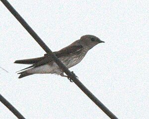 Phedina borbonica, a, Bagamoyo, Tanzania
