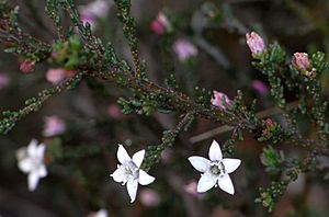 Philotheca angustifolia subsp. angustifolia
