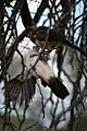 Pied babblers playing