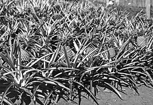 Pineapples at Palmwoods, 1928