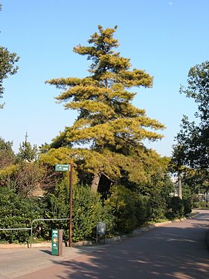 Pinus radiata.JPG
