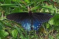 Pipevine Swallowtail - Battus philenor, Great Smoky Mountains National Park, North Carolina
