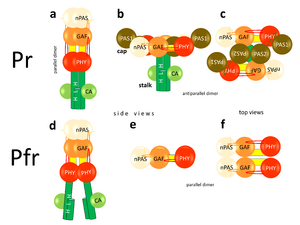 Prok and plant phyB Pr&Pfr architecture1