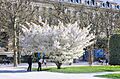 Prunus speciosa in the Jardin des Plantes 001