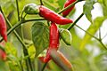 Red Chillies