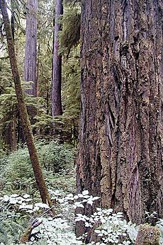 Redwood oldgrowth