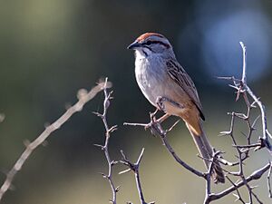 Rhynchospiza strigiceps Chaco Sparrow; Chancaní natural Reserve, Córdoba, Argentina.jpg