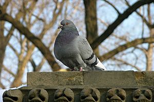 Rock Pigeon Columba livia 3264px