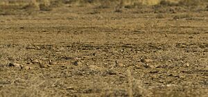 Roosting at Kutch, Gujarat