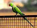 Rose-ringed parakeet near Chandigarh