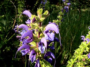 SALVIA VERBENACA - SANT JUST - IB-415 (Tàrrec)