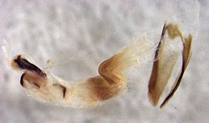 Saphobius inflatipes (internal sac).jpg