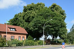 Schleswig-Holstein, Drage, Naturdenkmal NIK 8430
