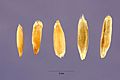 Secale cereale - cereal rye - Steve Hurst USDA-NRCS PLANTS Database