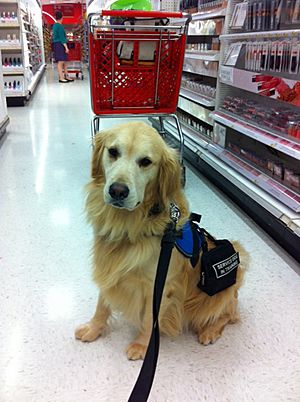Service dog out shopping