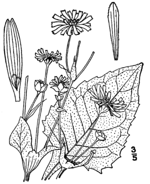 Silphium perfoliatum-linedrawingBB