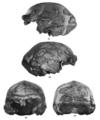Sinanthropus Skull XI