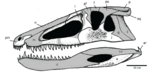 Skeletal reconstruction of Carnufex cropped