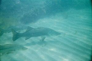 Snook (159046493)