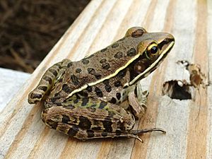 Southern Leopard Frog, Missouri Ozarks.JPG