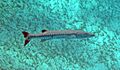 Sphyraena barracuda (great barracuda) (San Salvador Island, Bahamas) 4 (16182738032)