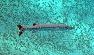 Sphyraena barracuda (great barracuda) (San Salvador Island, Bahamas) 4 (16182738032)
